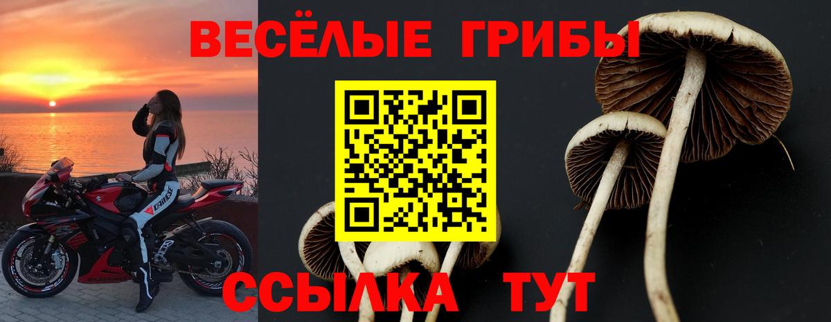 Псилоцибиновые грибы Psilocybine cubensis Саянск